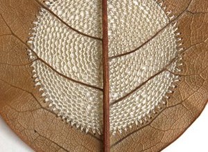 Leaf embroidry