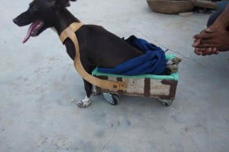 paralysed dog trolley Hritesh Lohiya