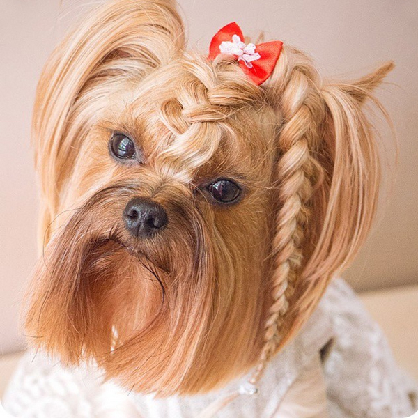 Dressed To The (Ca)nines 9 Dog Hairstyles For The Stylish Pooch The