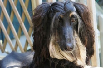 Diva Dog Hairstyle