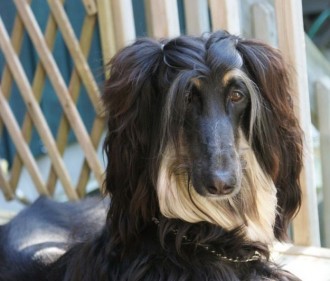 Diva Dog Hairstyle
